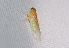 Haplaxius ovatus