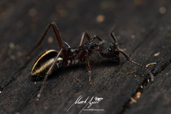 Dolichoderus extensispinus