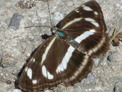 Neptis philyroides