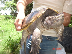 Chelydra rossignonii