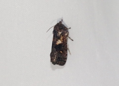 Cryptaspasma bipenicilla