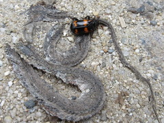 Nicrophorus maculifrons