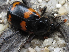 Nicrophorus maculifrons