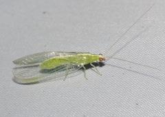 Chrysopodes collaris