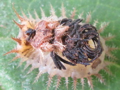Thlaspida lewisii