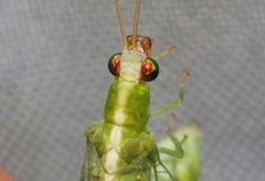 Chrysopodes collaris