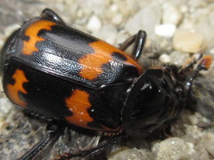 Nicrophorus maculifrons
