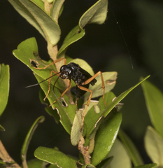 Sphictostethus xanthopus