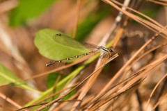 Argia tibialis