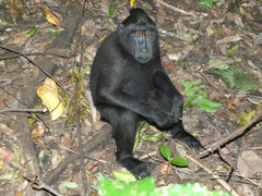 Macaca nigra