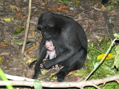 Macaca nigra