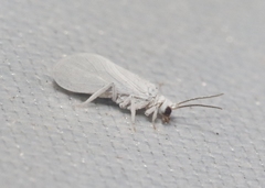 Semidalis