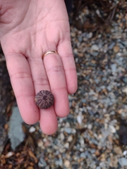 Pseudechinus magellanicus