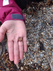 Pseudechinus magellanicus