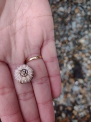 Pseudechinus magellanicus