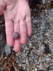 Pseudechinus magellanicus