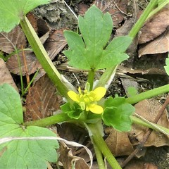 Ranunculus muricatus