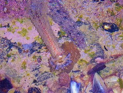Holothuria grisea