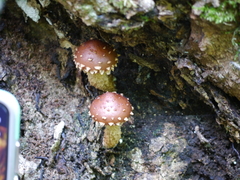 Hemistropharia