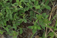 Trifolium canescens