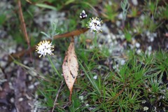 Borya sphaerocephala