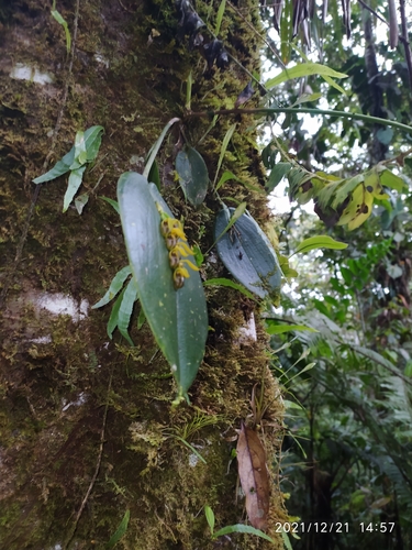 Acianthera deserta