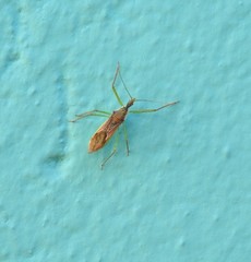 Zelus renardii