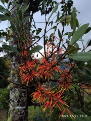 Psittacanthus dilatatus