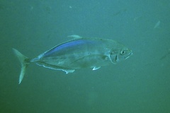 Craterognathus plagiotaenia