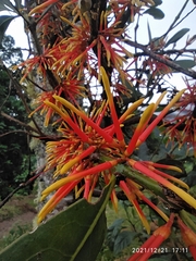 Psittacanthus dilatatus