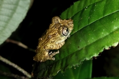 Scinax muriciensis