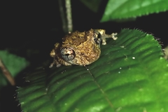 Scinax muriciensis