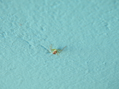 Zelus renardii