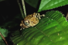 Scinax muriciensis