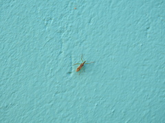 Zelus renardii