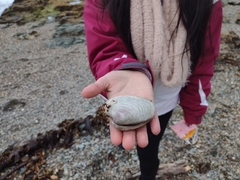 Retrotapes exalbidus