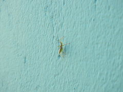 Zelus renardii