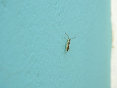Zelus renardii