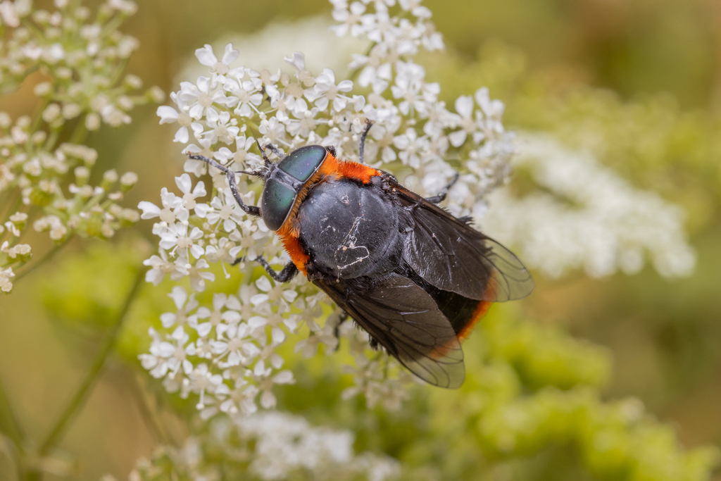 Osca collaris