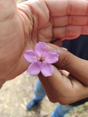 Pterogastra divaricata