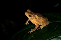 Rhinella hoogmoedi