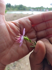 Pterogastra divaricata