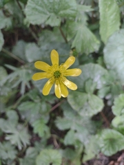Ranunculus peduncularis