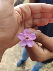 Pterogastra divaricata