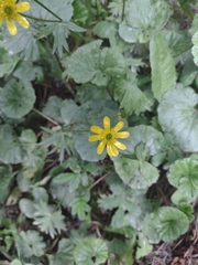 Ranunculus peduncularis
