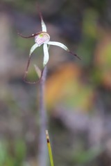 Caladenia polychroma
