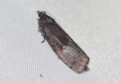 Cryptaspasma bipenicilla