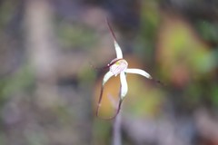 Caladenia polychroma