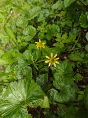 Ranunculus peduncularis