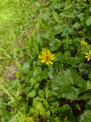 Ranunculus peduncularis